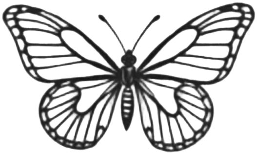 Fineline Butterfly