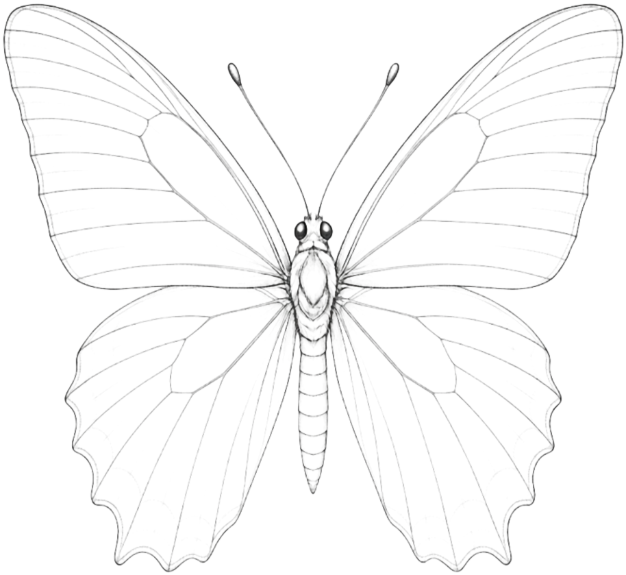 Fineline Wing Butterfly