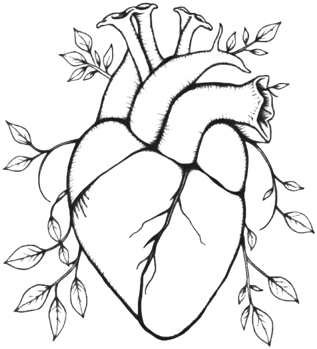 Anatomical Heart