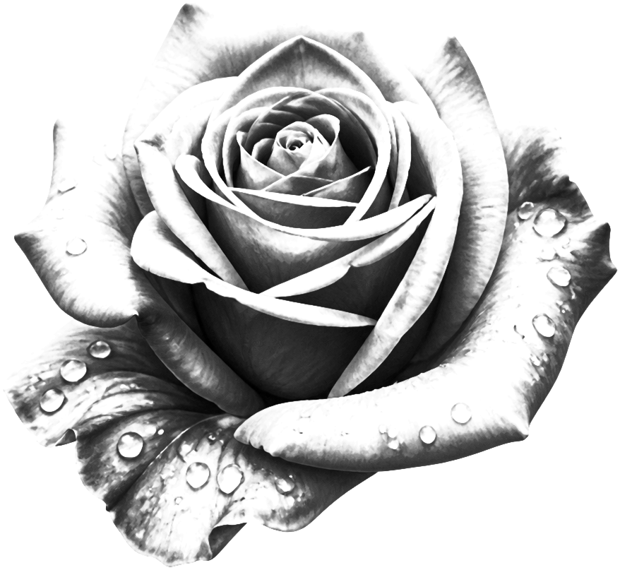 Realistic Rose