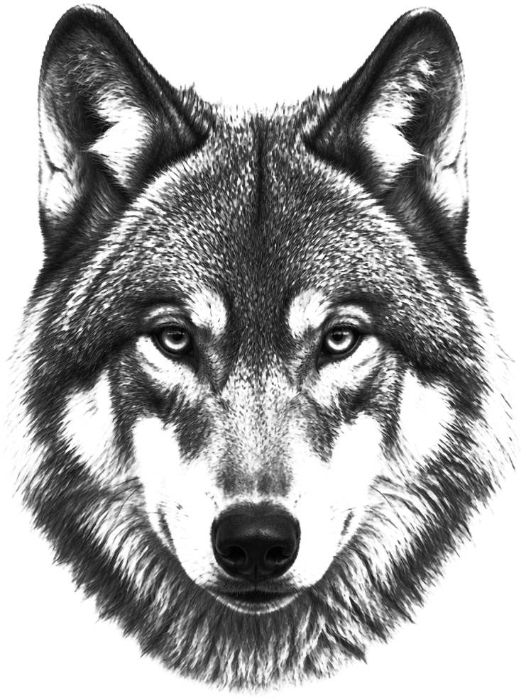 Wolf Portrait
