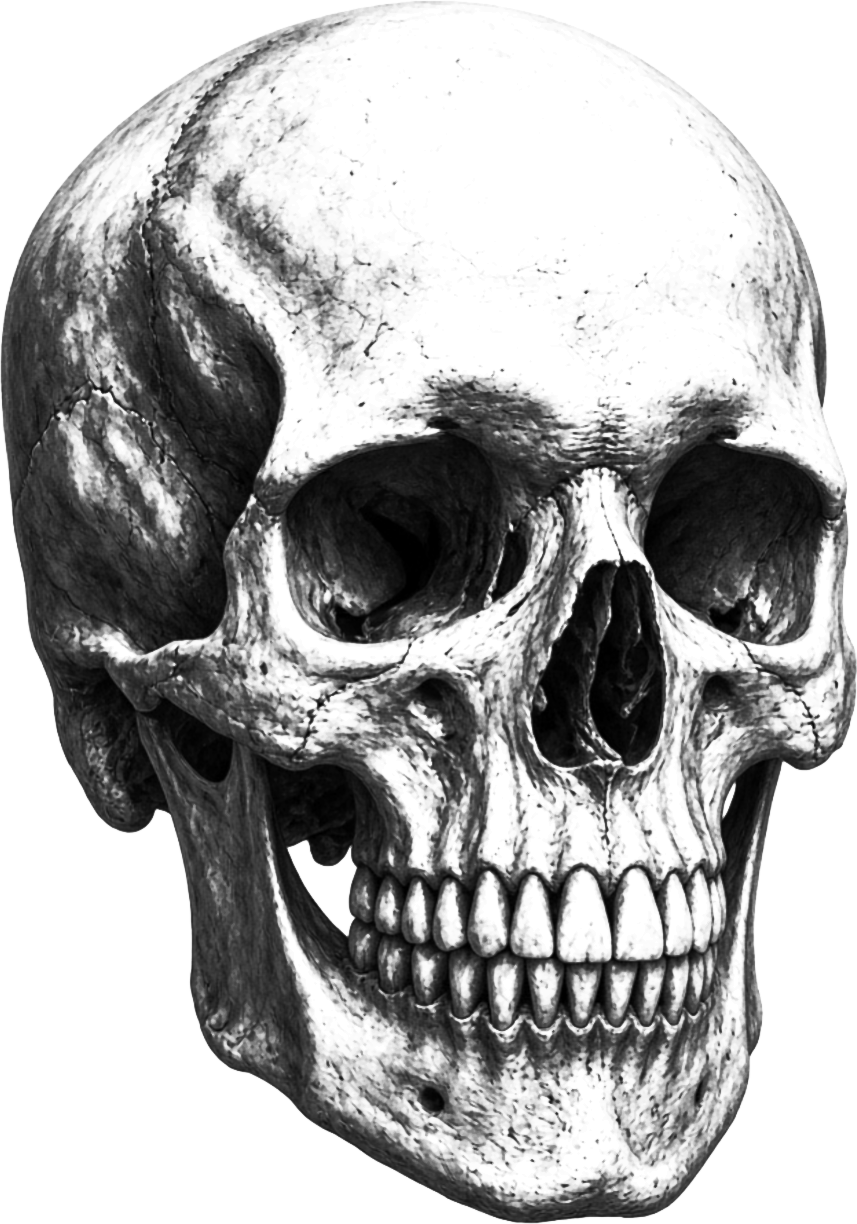 Skull Three Quarter